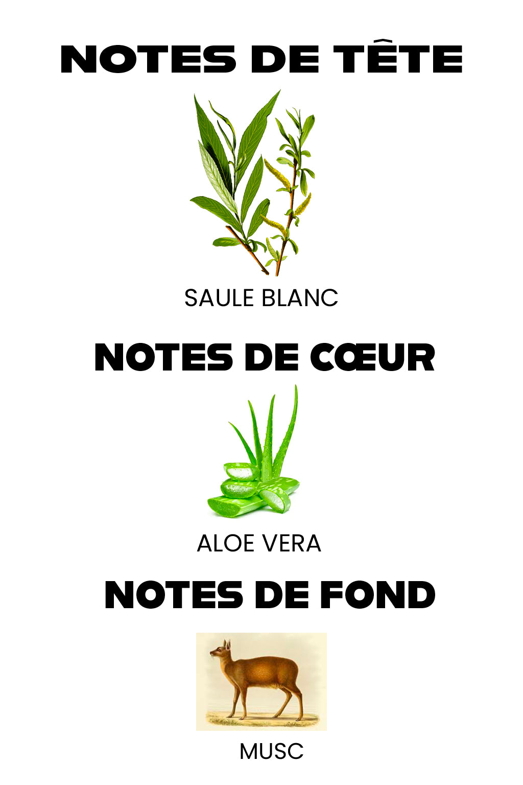 VICTORIA'S SECRET | Brume Parfumée Femme Saule Blanc & Aloe Vera 250 ML